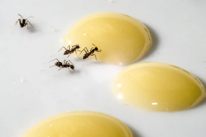 Ameisen auf gelben Tropfen